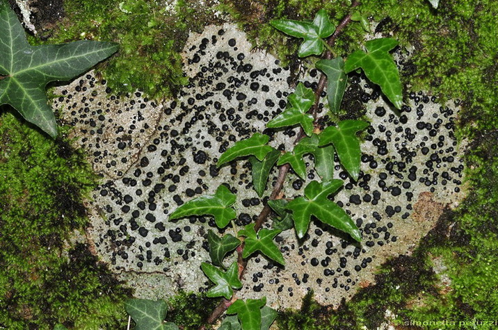 Licheni di Poggio Ripaghera